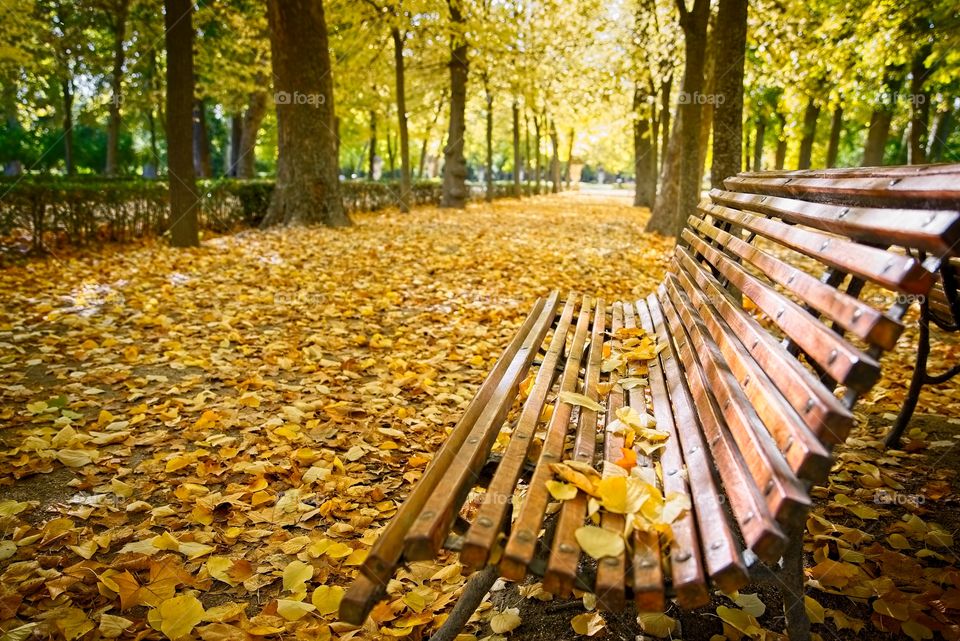 Lonely bench in a tranquil park in autumn 