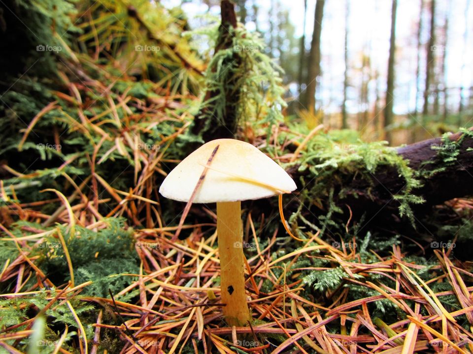 Close-up of mushroom