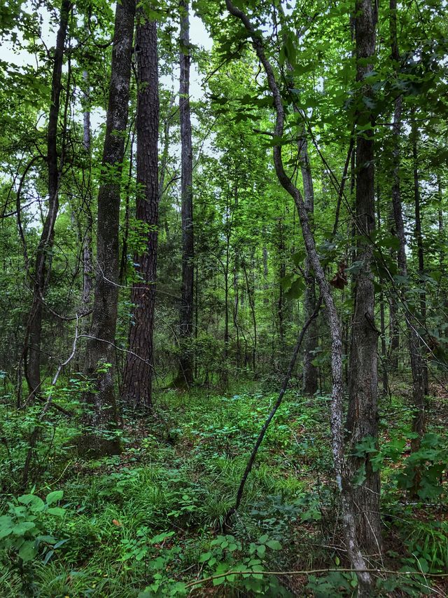 Time Forest