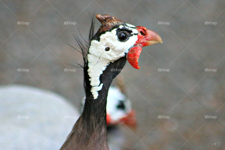 Guinea hen