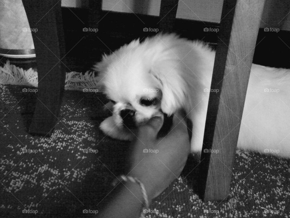 Sadness Puppy Memories