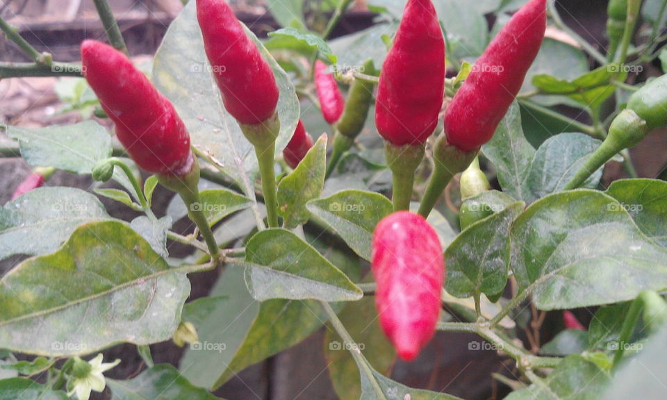 all red chili