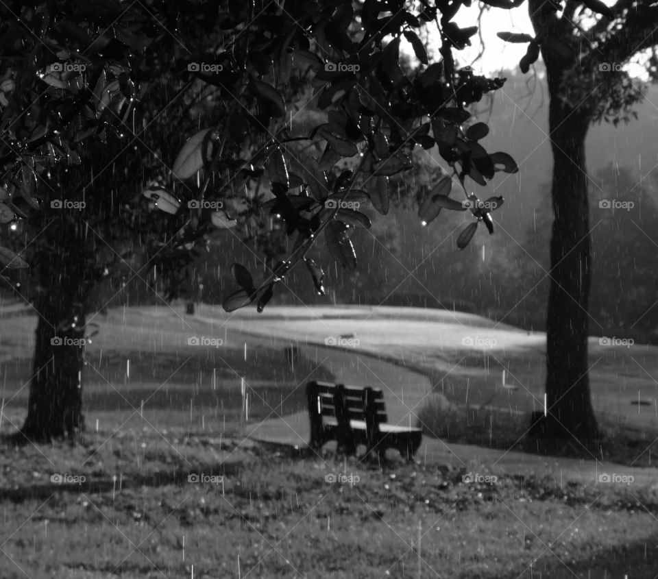 View of park during rainy season