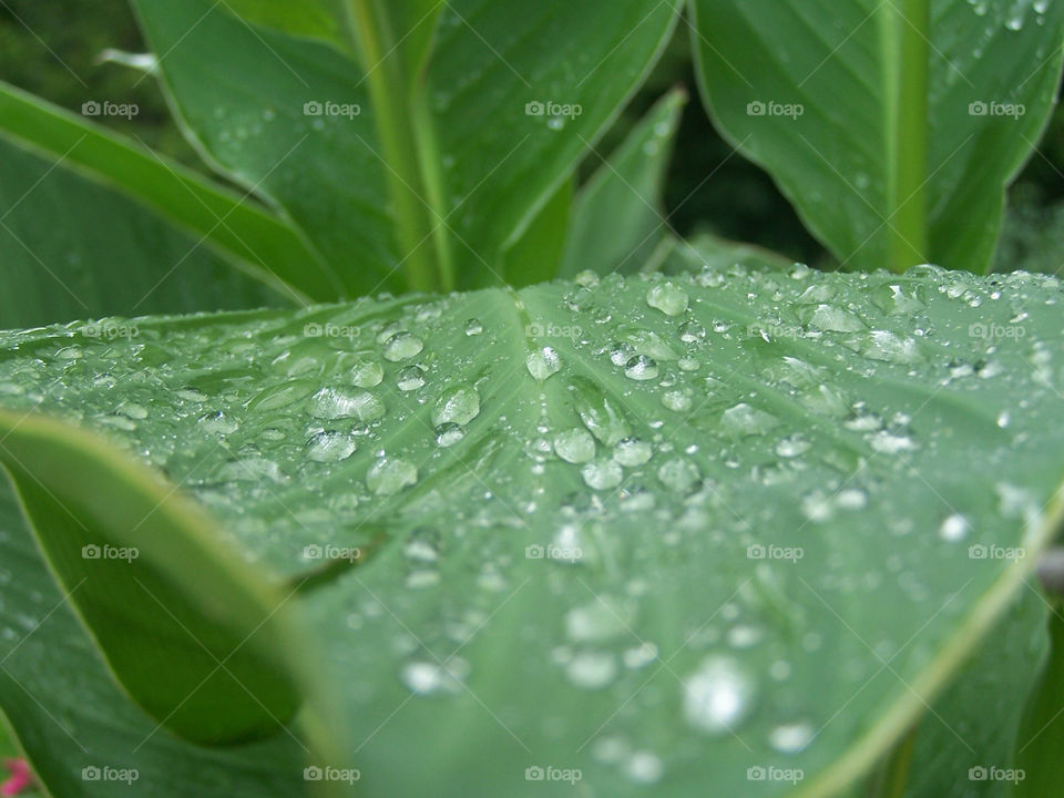 water clear leaf rain by ashley77