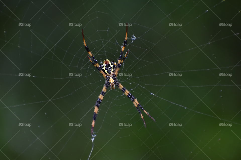 yellow shaded spider on web