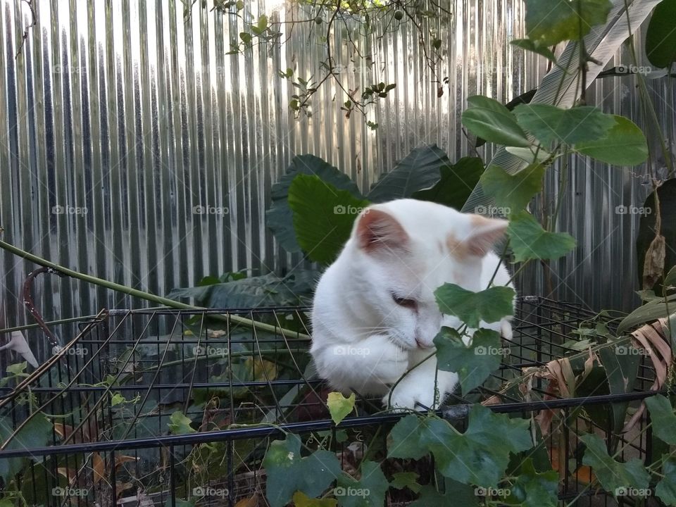 cat in the backyard