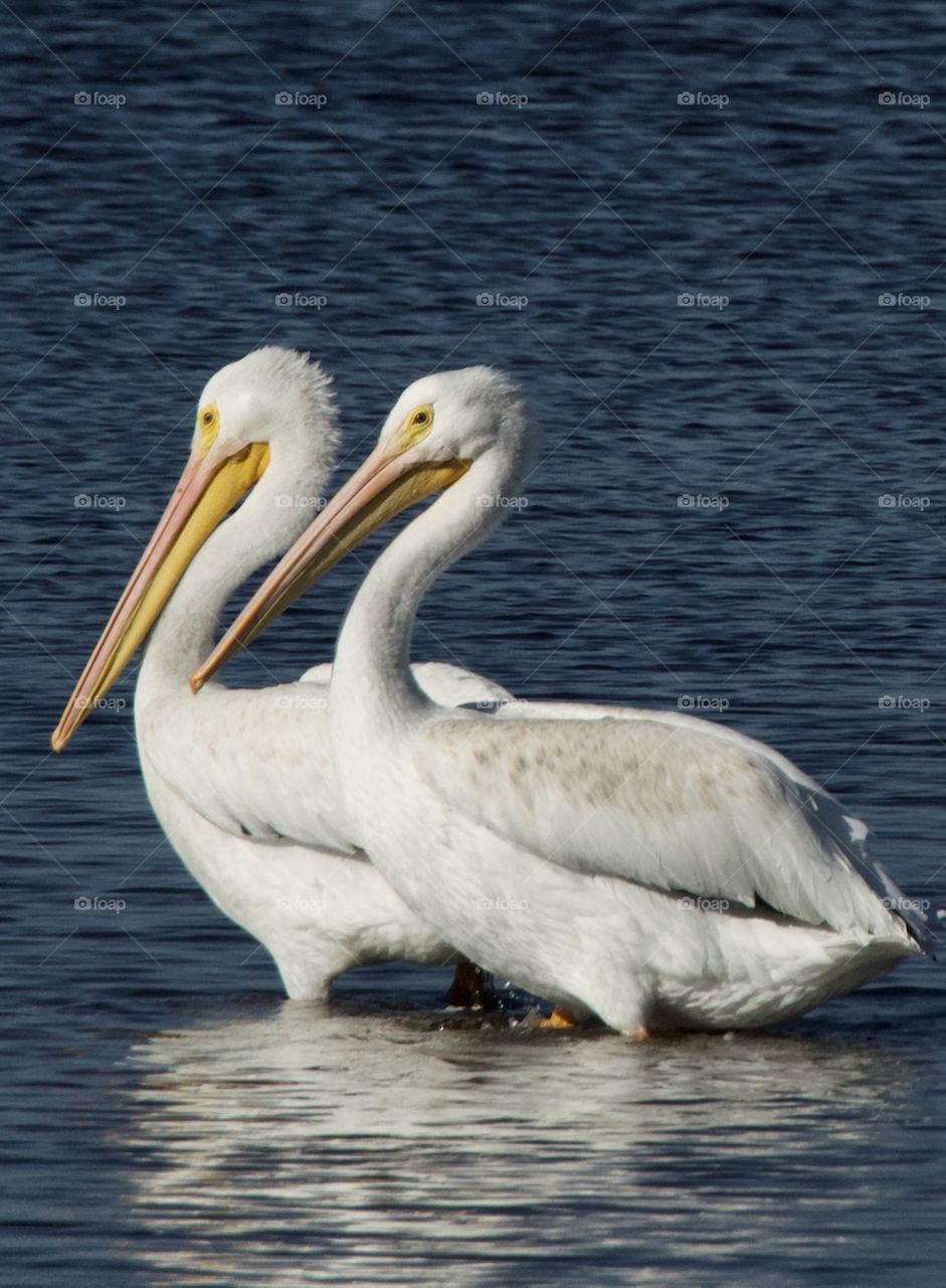 Pelicans 