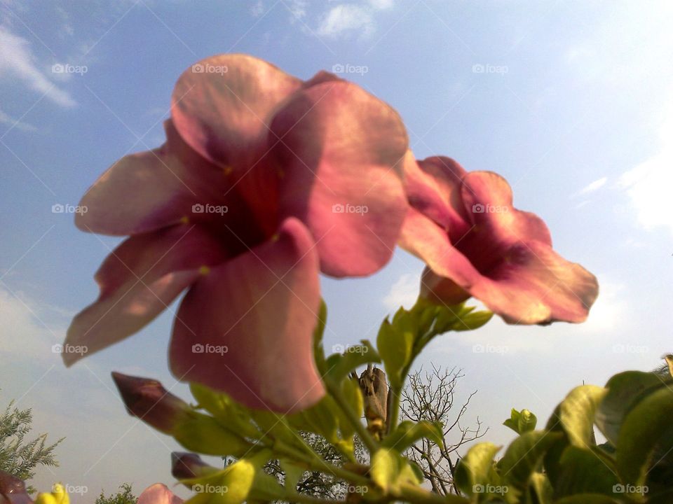 Low angle view of flower