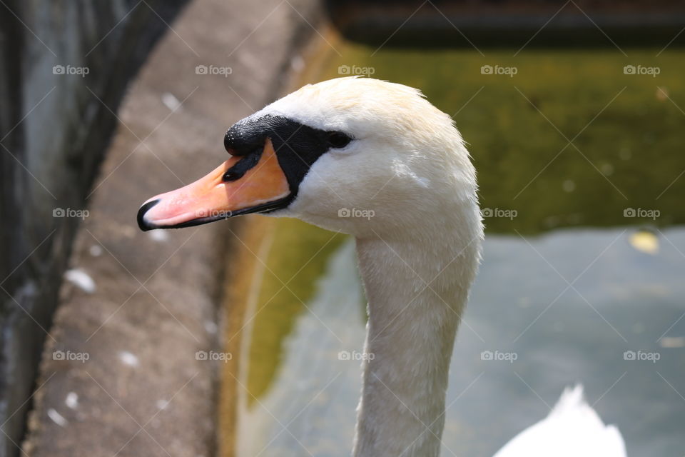 Bird, Swan, No Person, Water, Wildlife