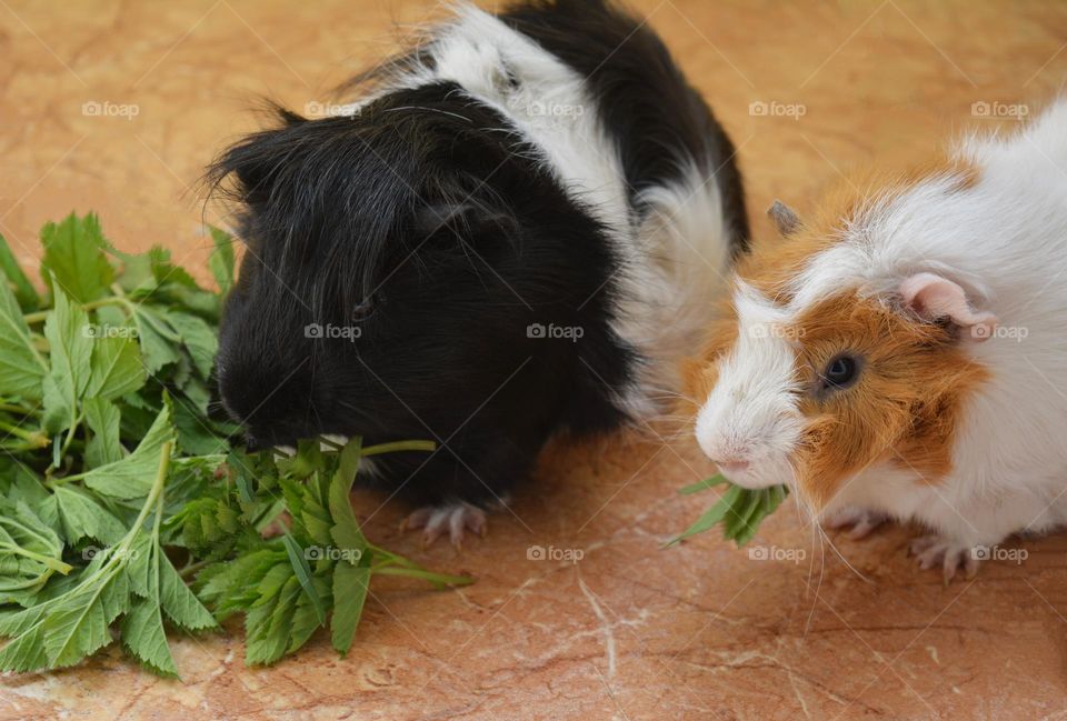 two guinea pigs beautiful portraits eating green leaves