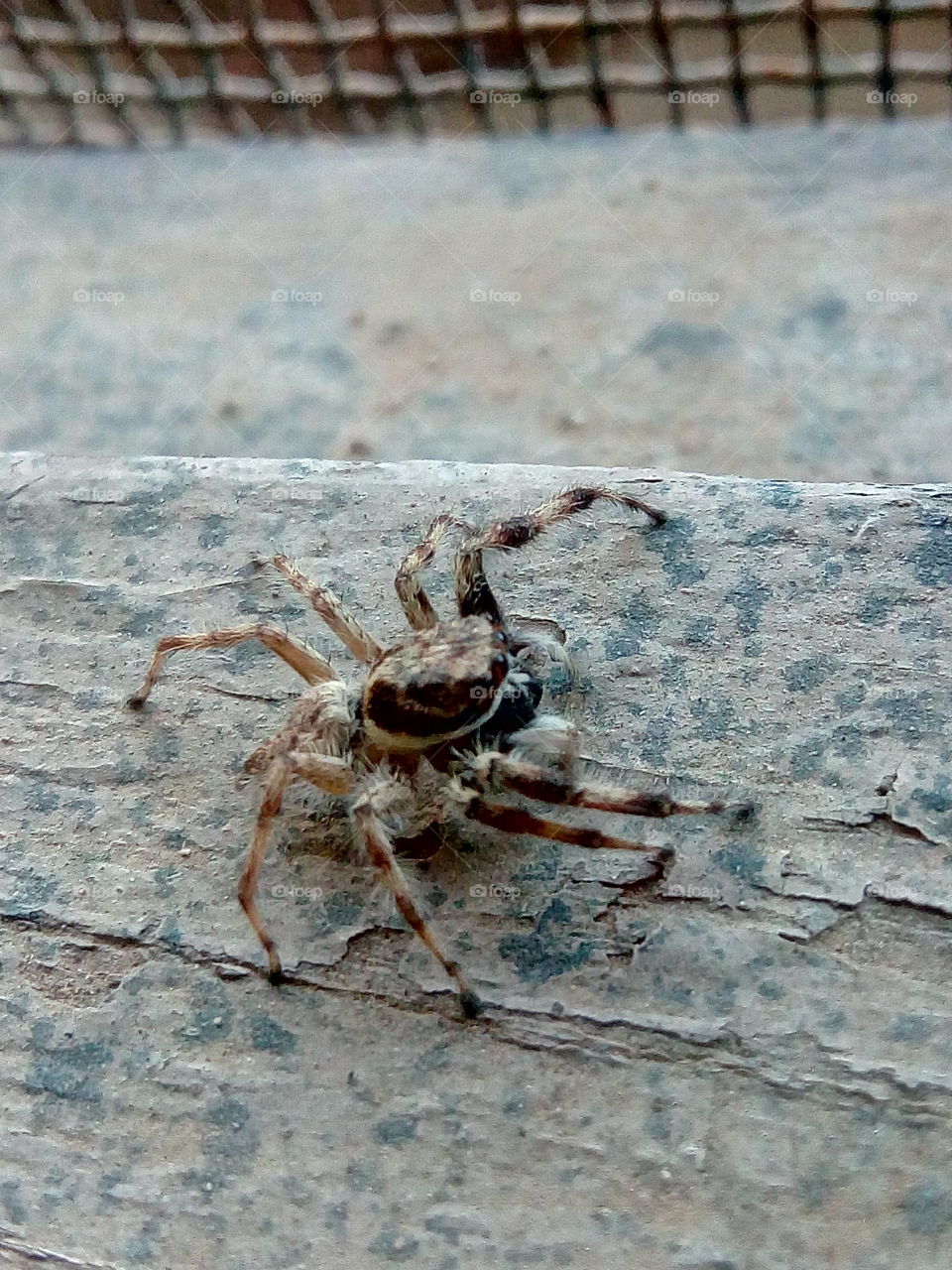 spider