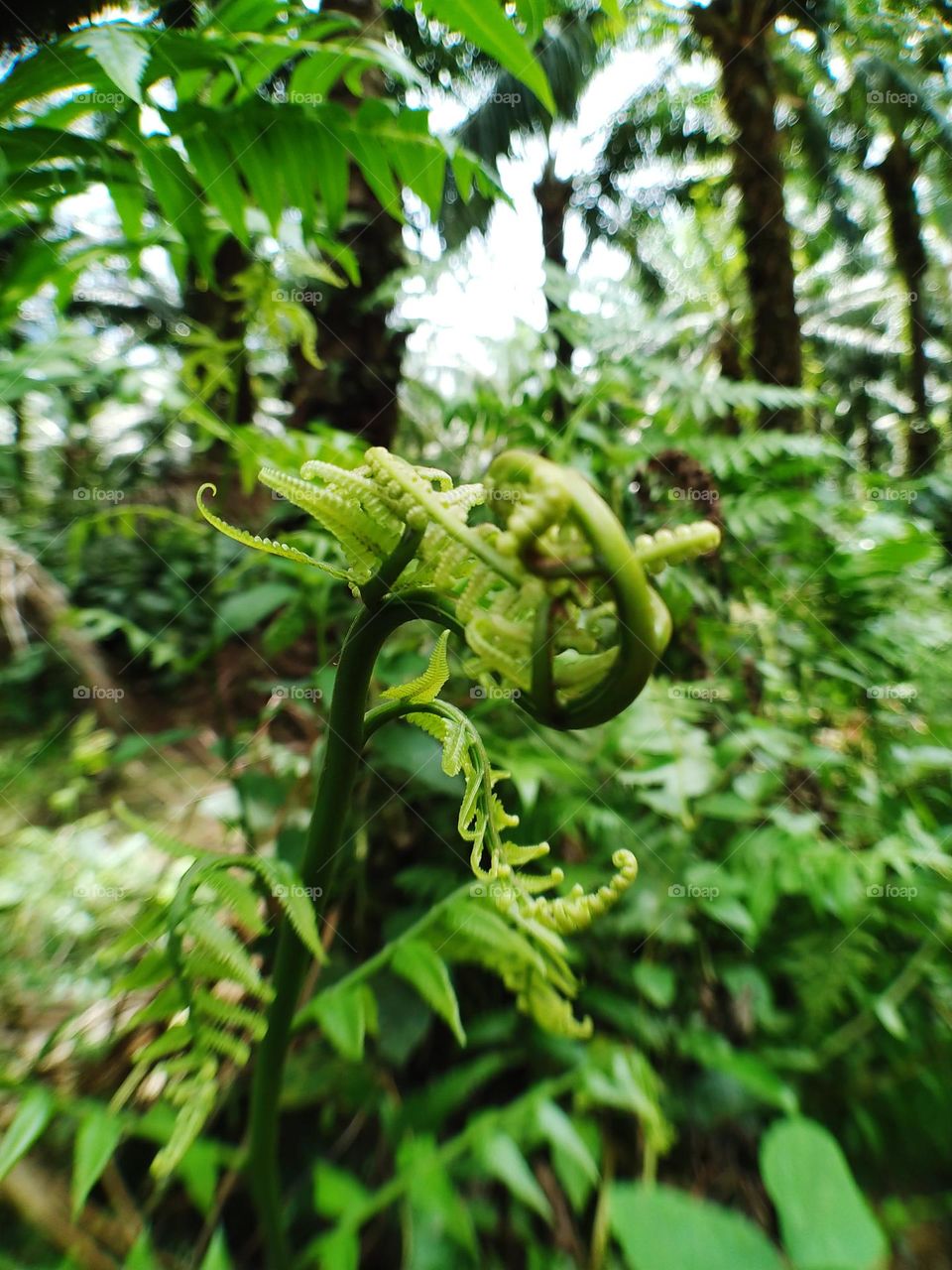 View of beautiful young ferns growing.