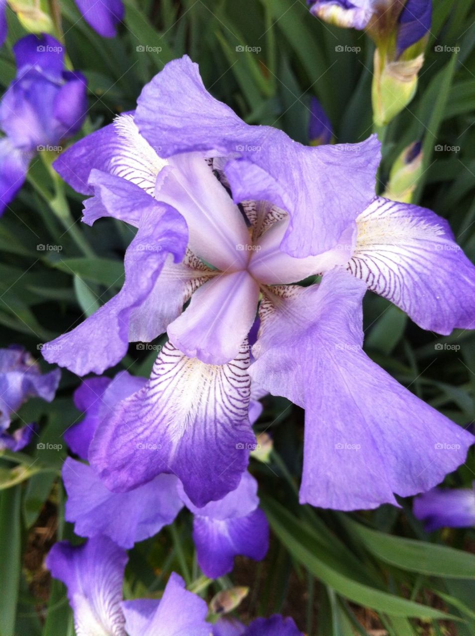 pretty flower. I took this picture during a walk on a summer day