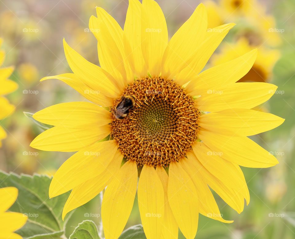 Bumblebee on a bright, yellow sunflower.