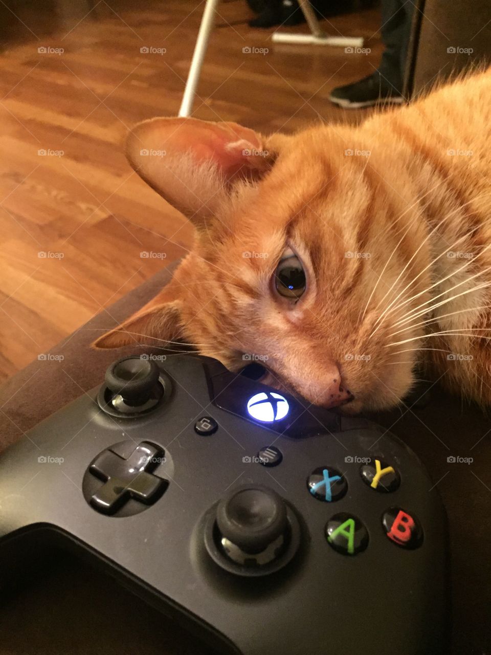 Orange cat playing Xbox 