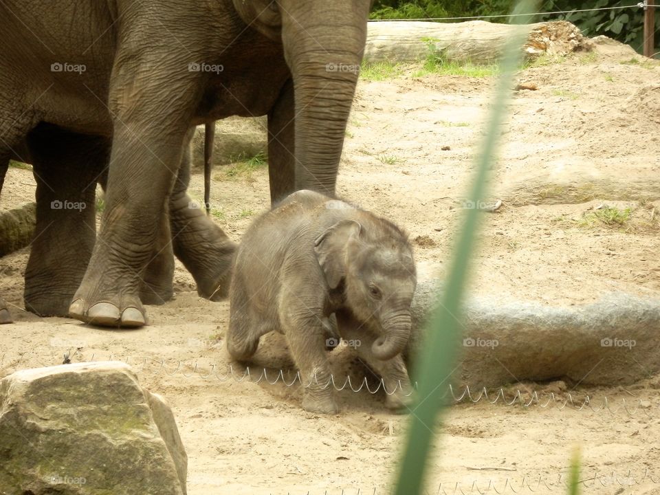 A baby elephant.