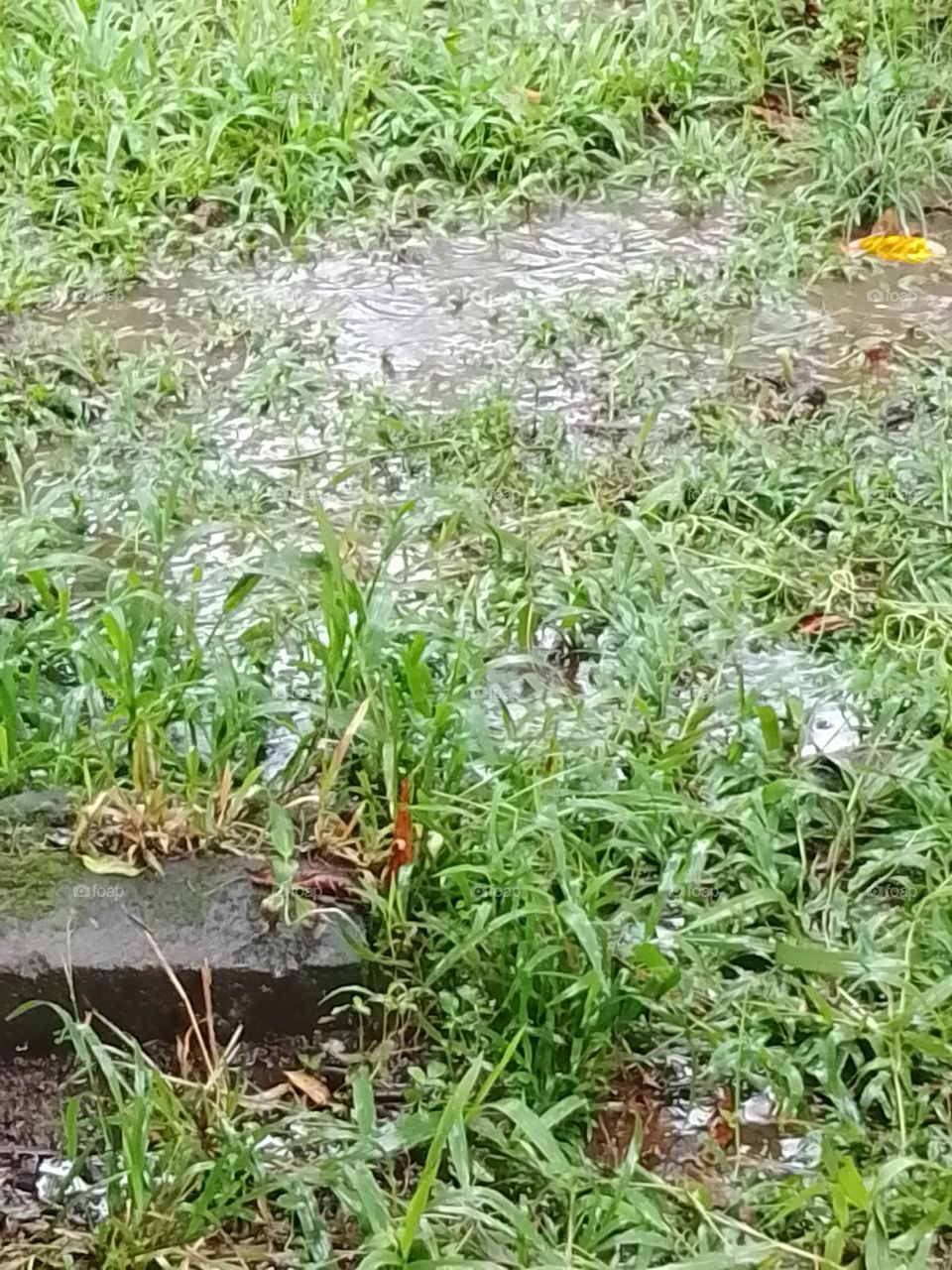 flooded grass
