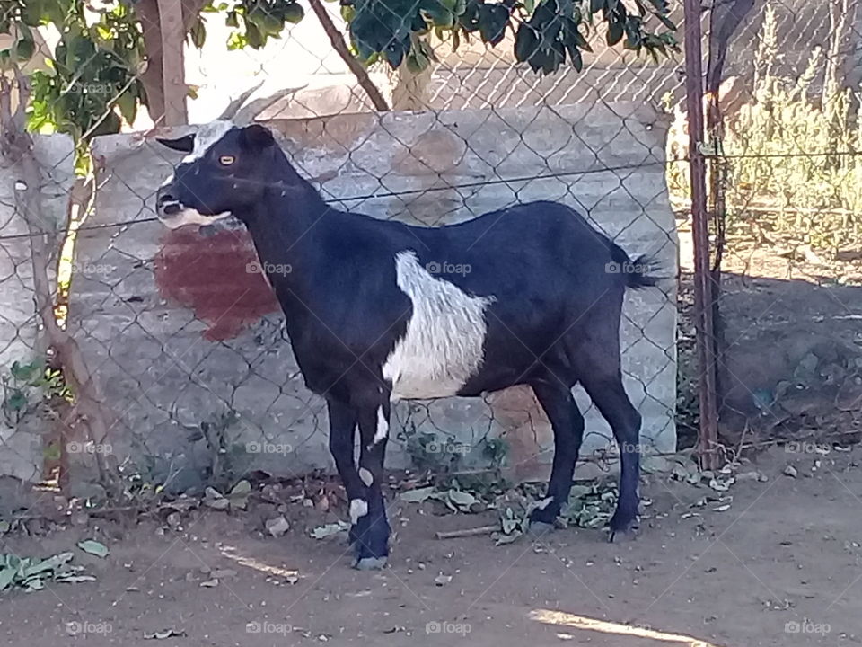 goat from africa