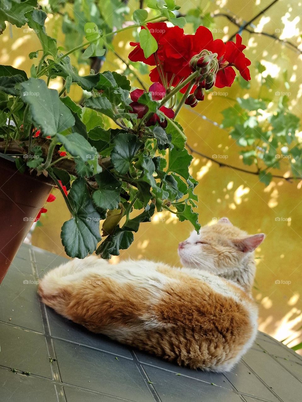 red flower and orange cat