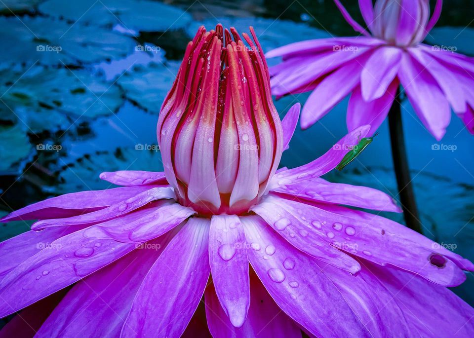 Close up of lotus flower in the garden