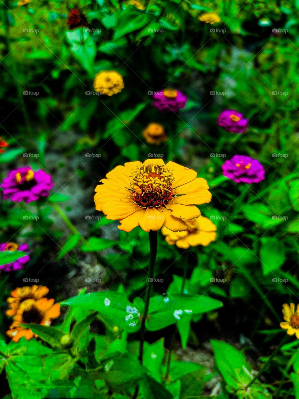 This zinnia flower looks very beautiful. There is a red circle in the middle of the flower. And the yellow leaves look very beautiful.