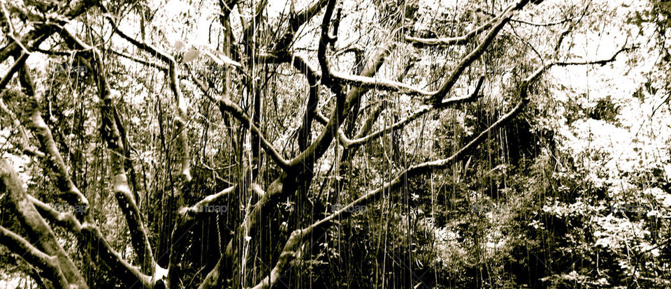 white black tree forest by patrickwilke