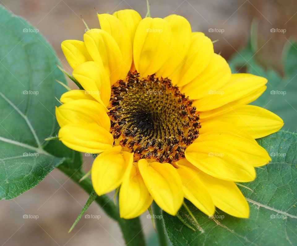 Bright yellow sunflower growing in the backyard in summer flower garden