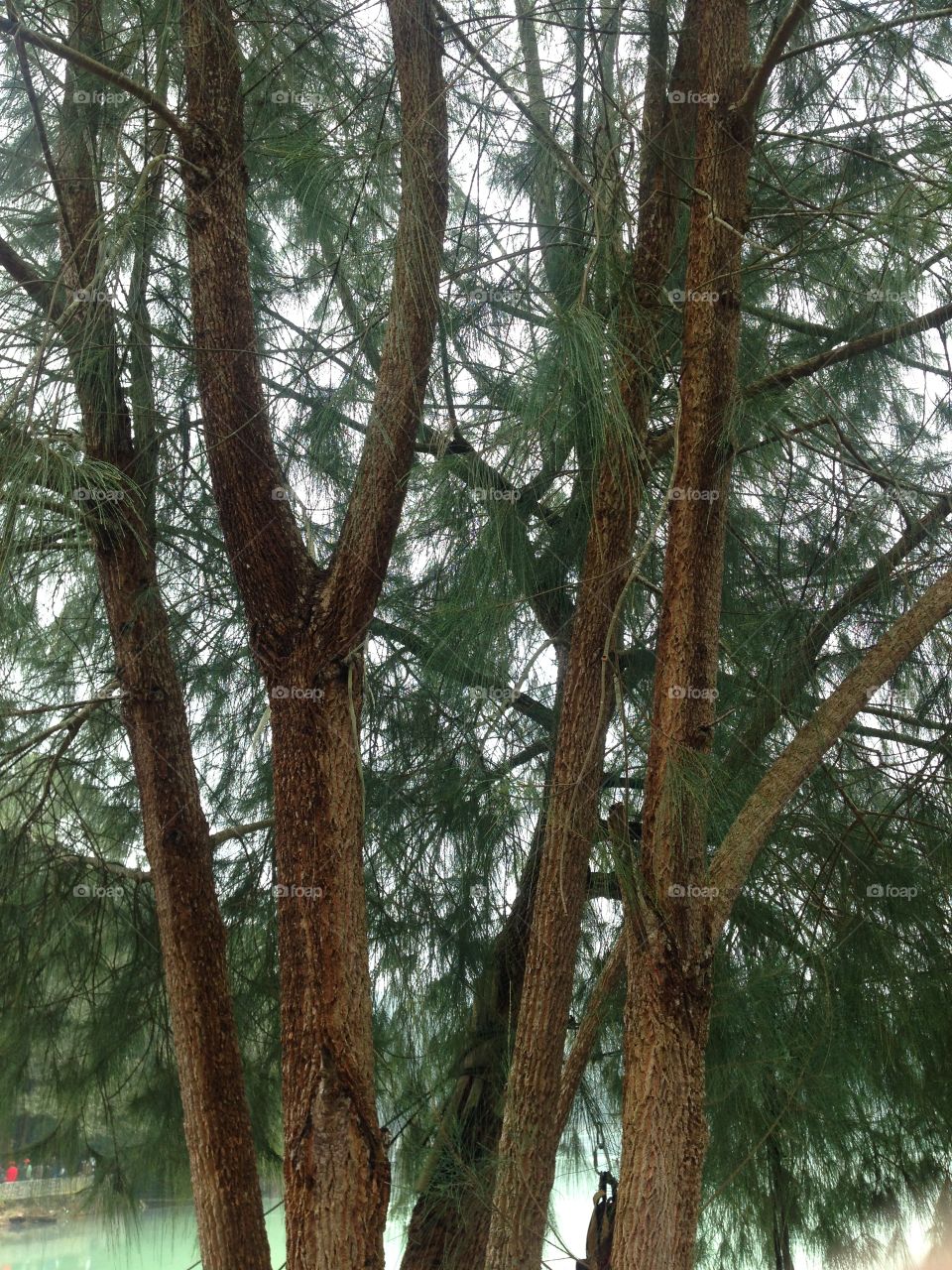 Pohon batang