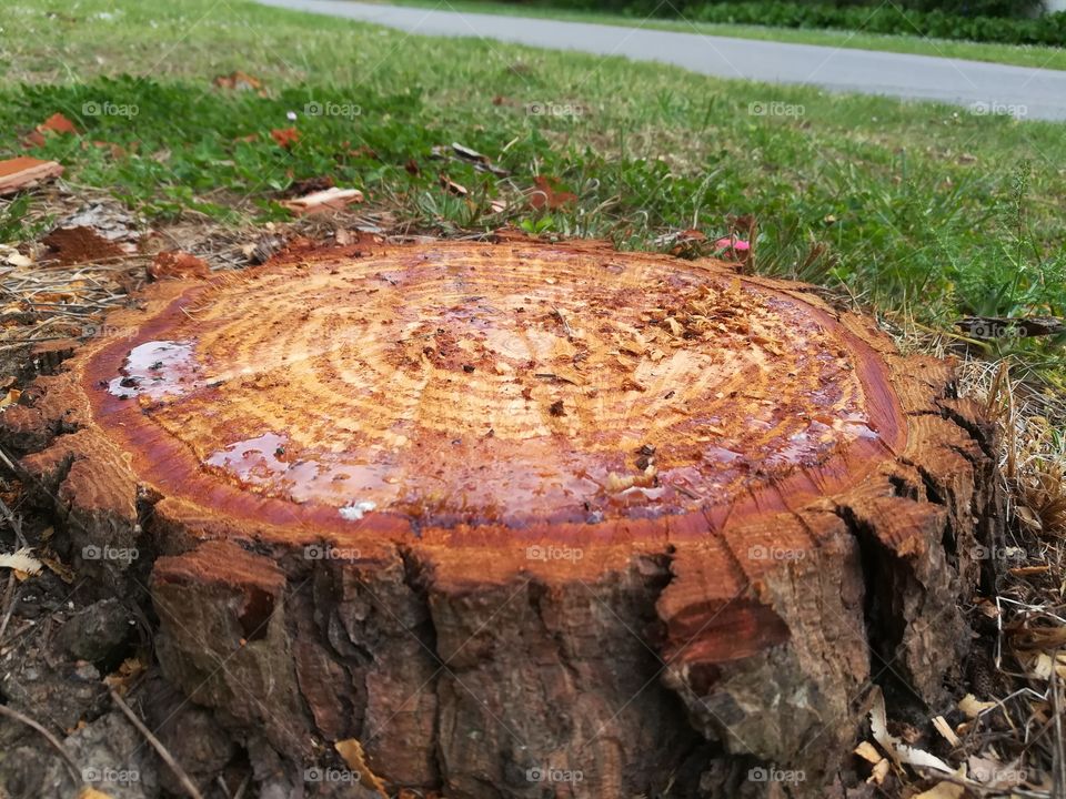 tree trunk on the side road.