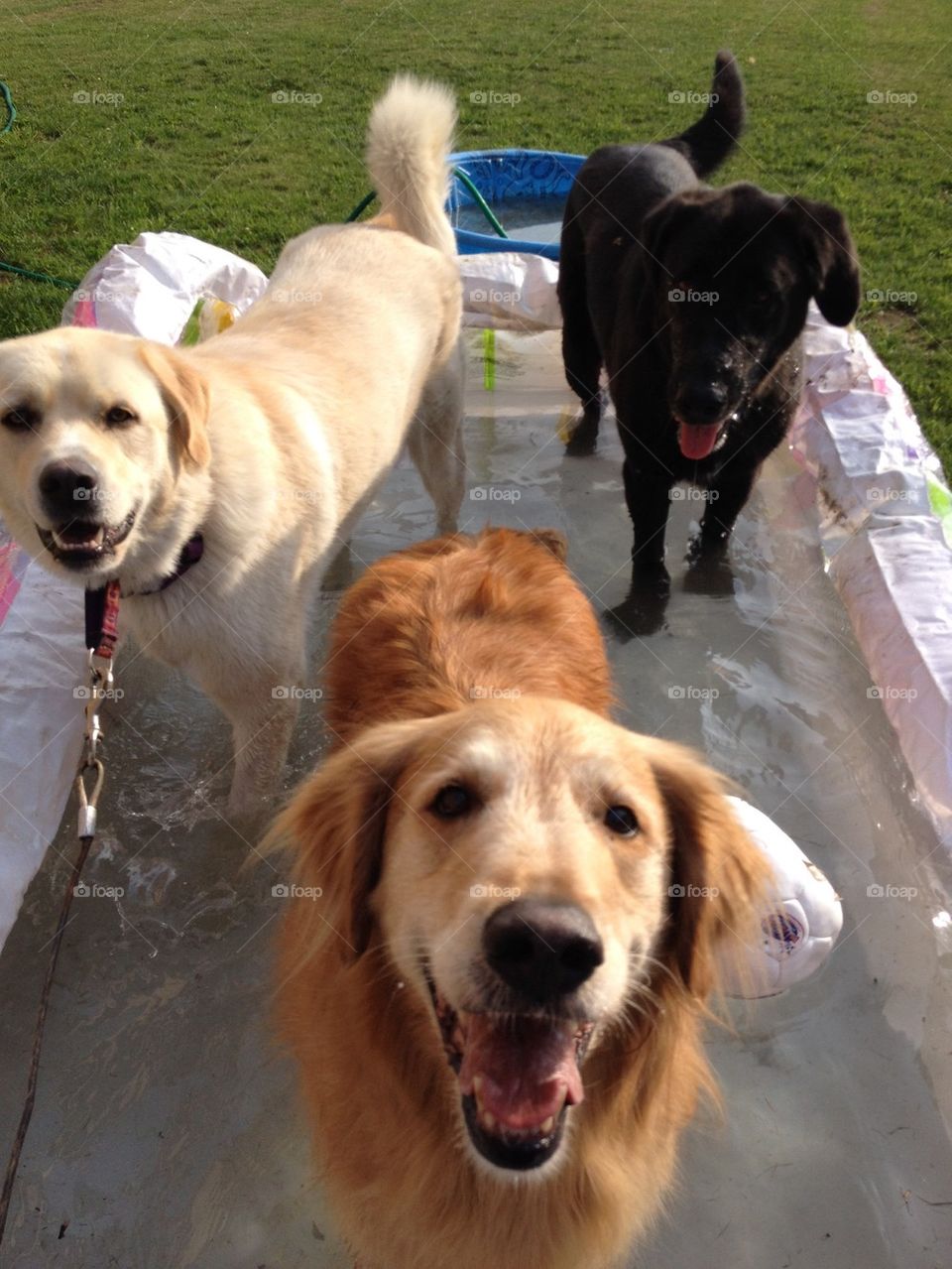 Three dogs. One pool.