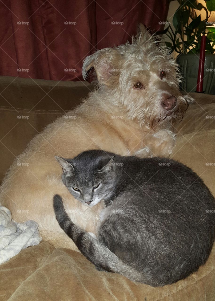 sweet snuggles between pets