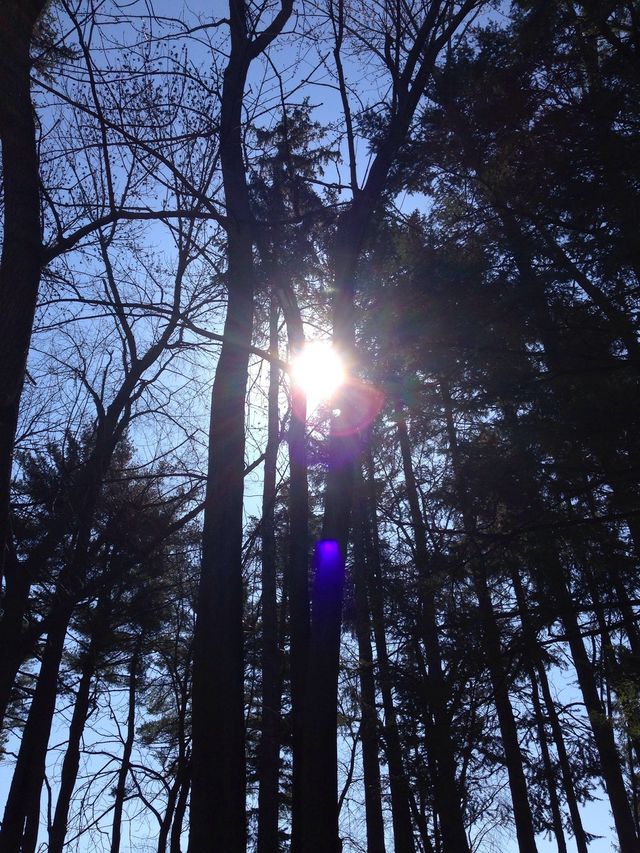 Trees