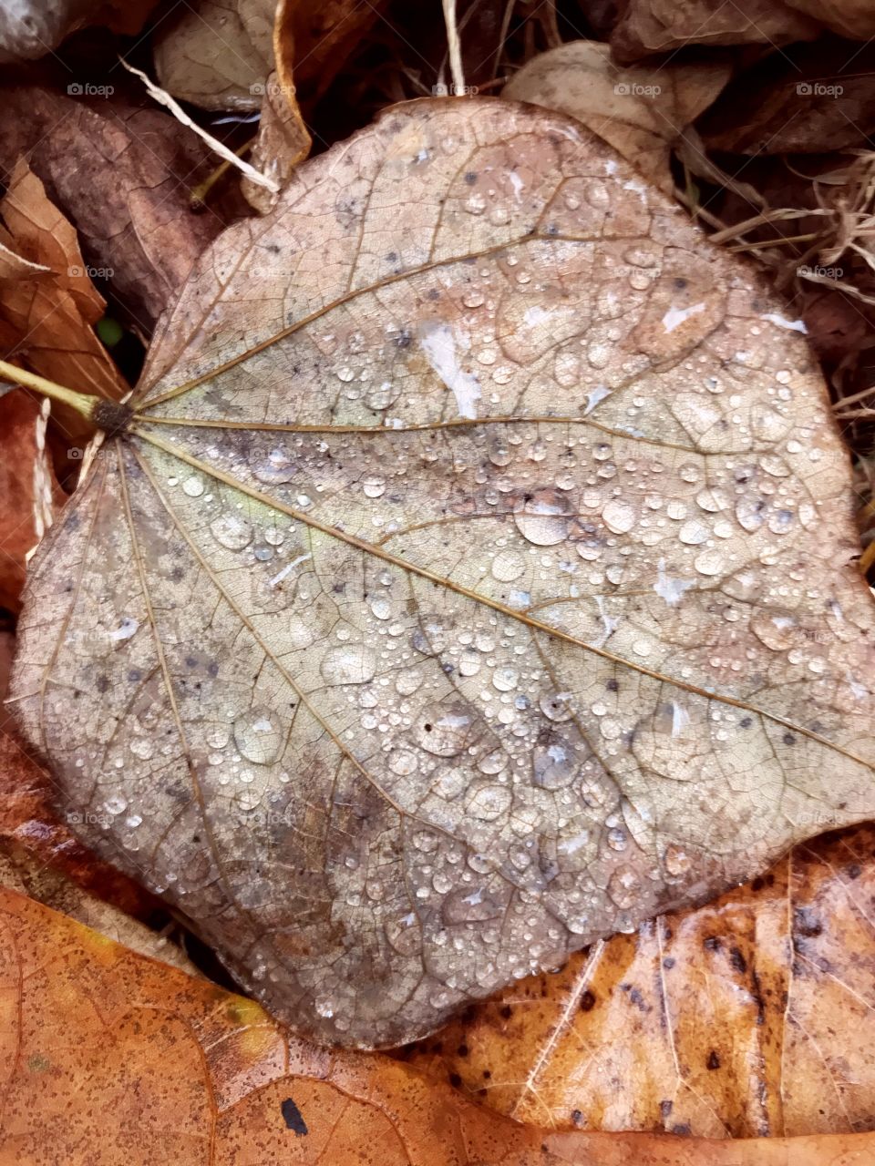 Fall leaf on ground 