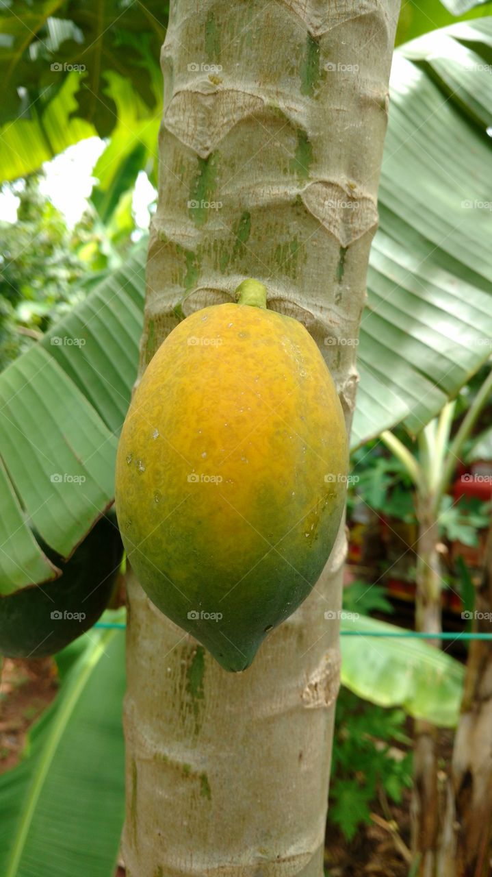 Close-up of papayas on tree