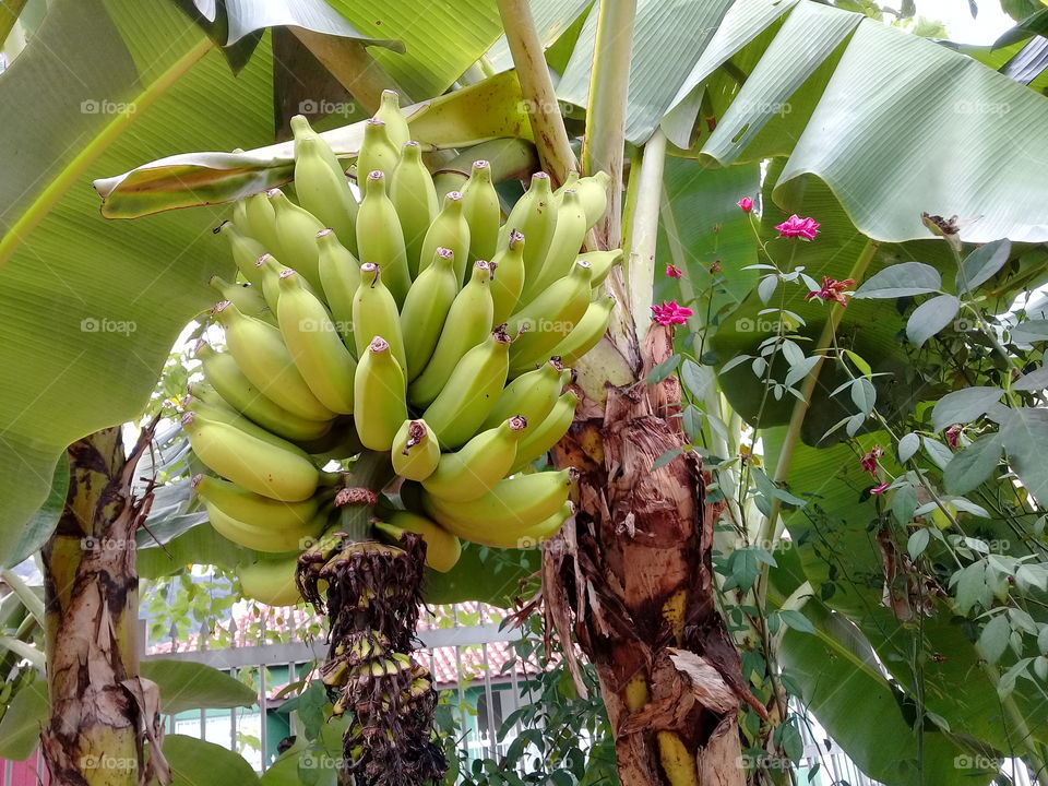 Banana tree and roses