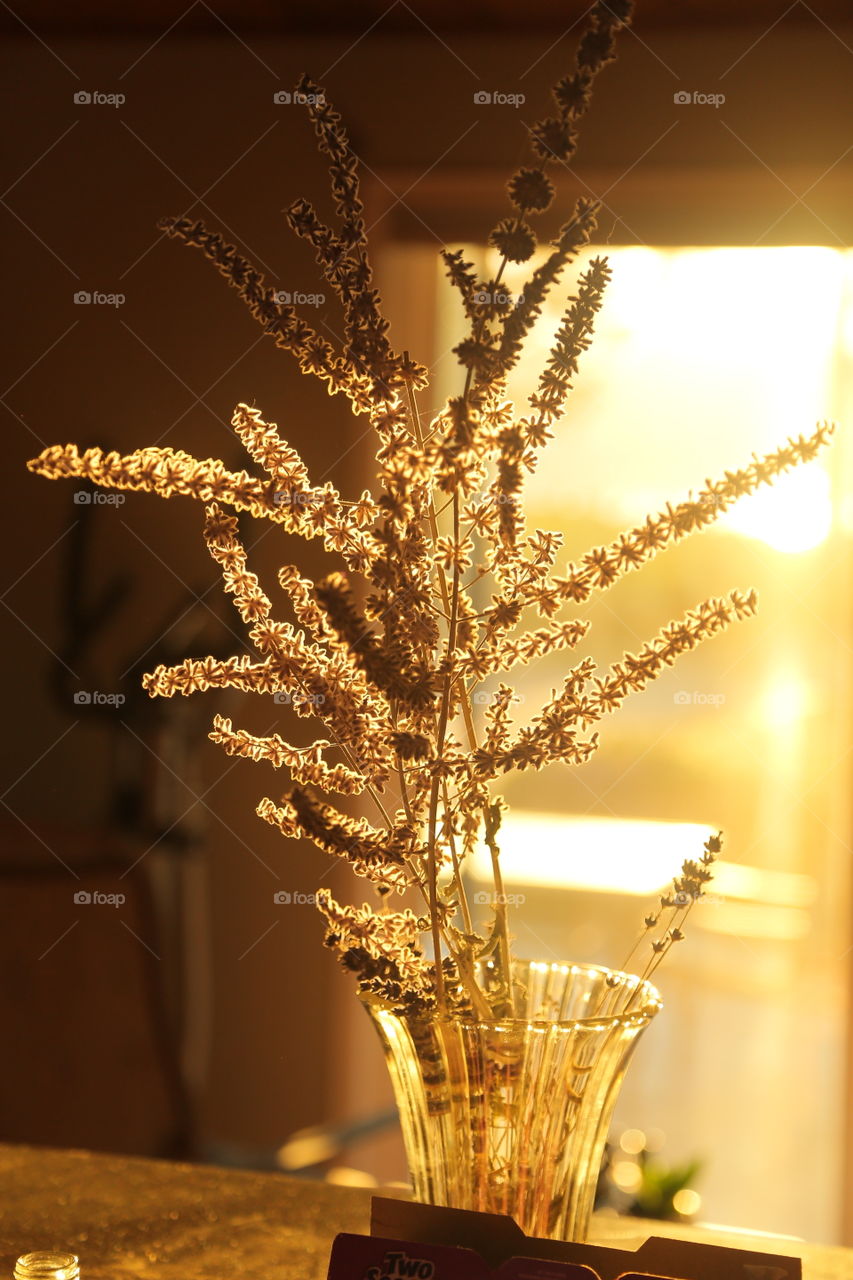 decorative dried grass catching the early morning sunlight