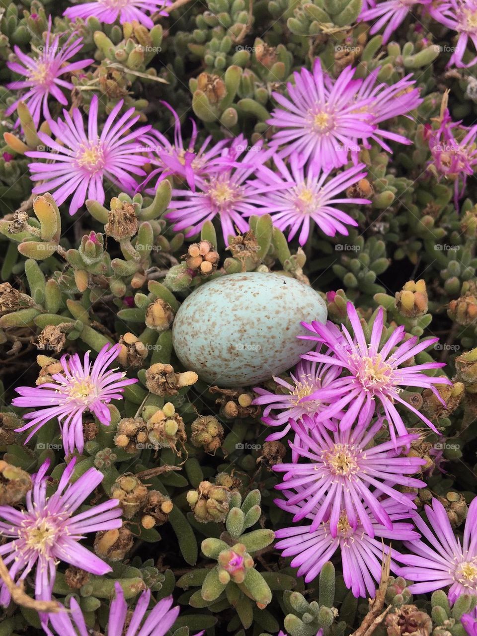 Little bird egg in spring flowers