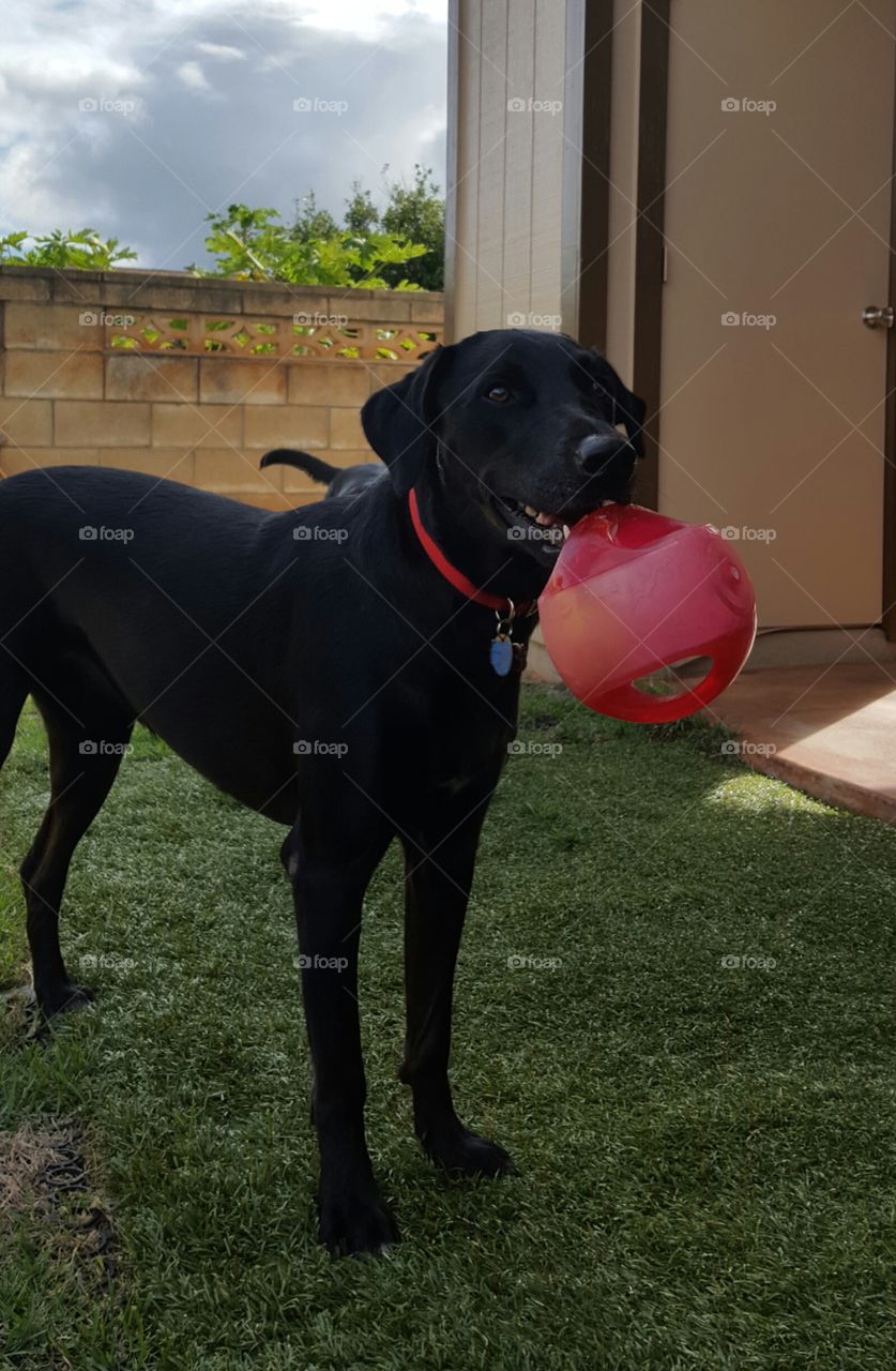 dog and ball