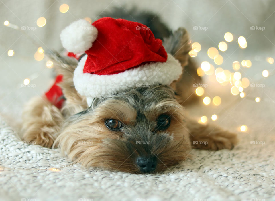 Yorkie Dog in Christmas