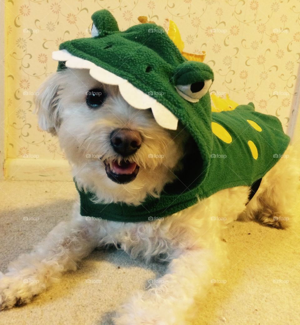Dog dressed in dinosaur costume