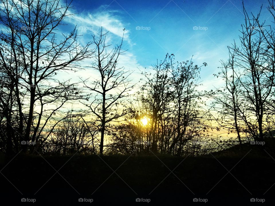 Silhouette of trees during sunset