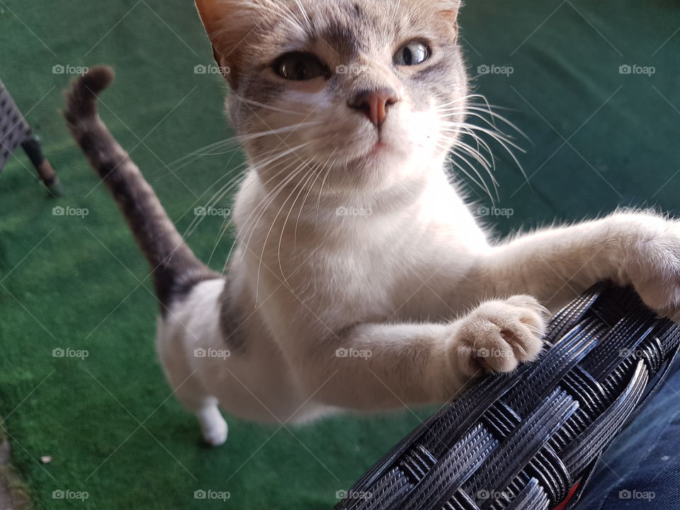 Cute Cat in the Cafe Place