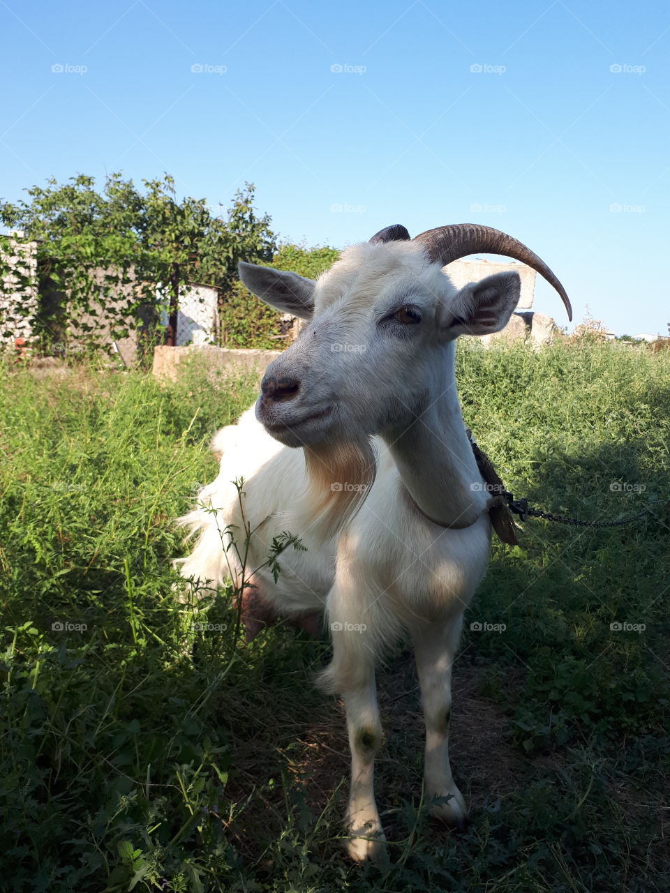 Goat with horns at the field