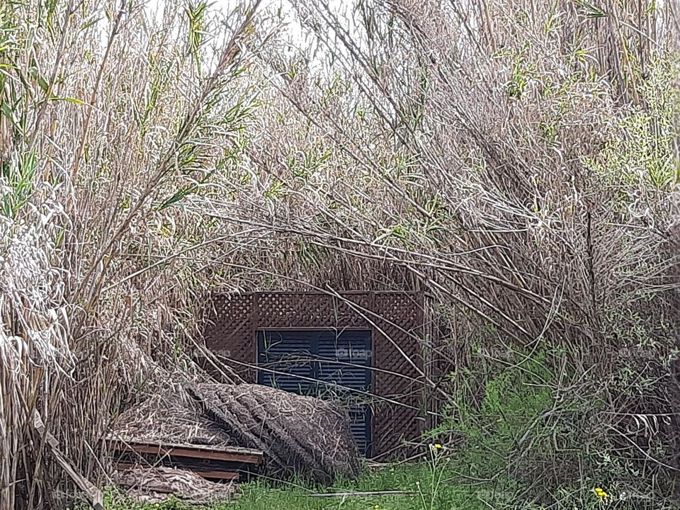 House swallowed by a cane field.
