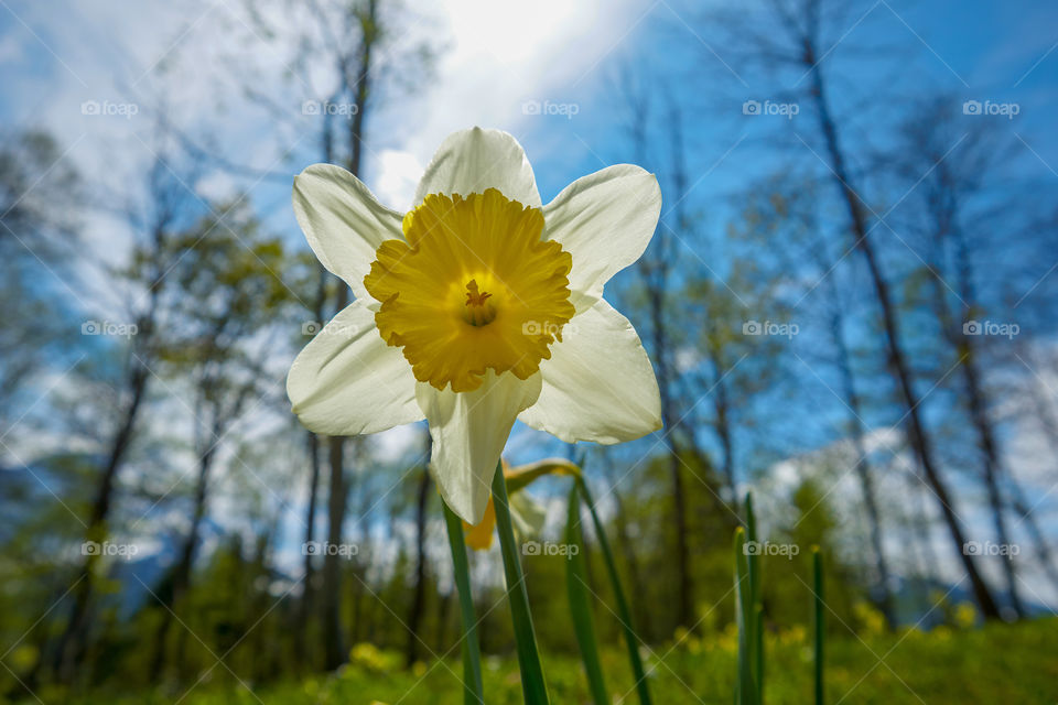 daffodil