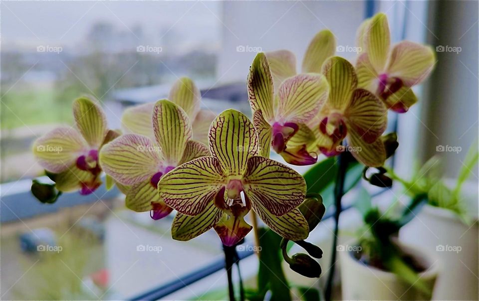 A beautiful exotic “Orchid” adorns the windowsill of an office in “Straubing”, “Niederbayern” or “Lower Bavaria”, Germany. 2024. Hypnotic Productions