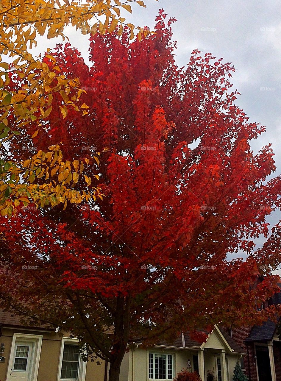 Beautiful autumn leaves 