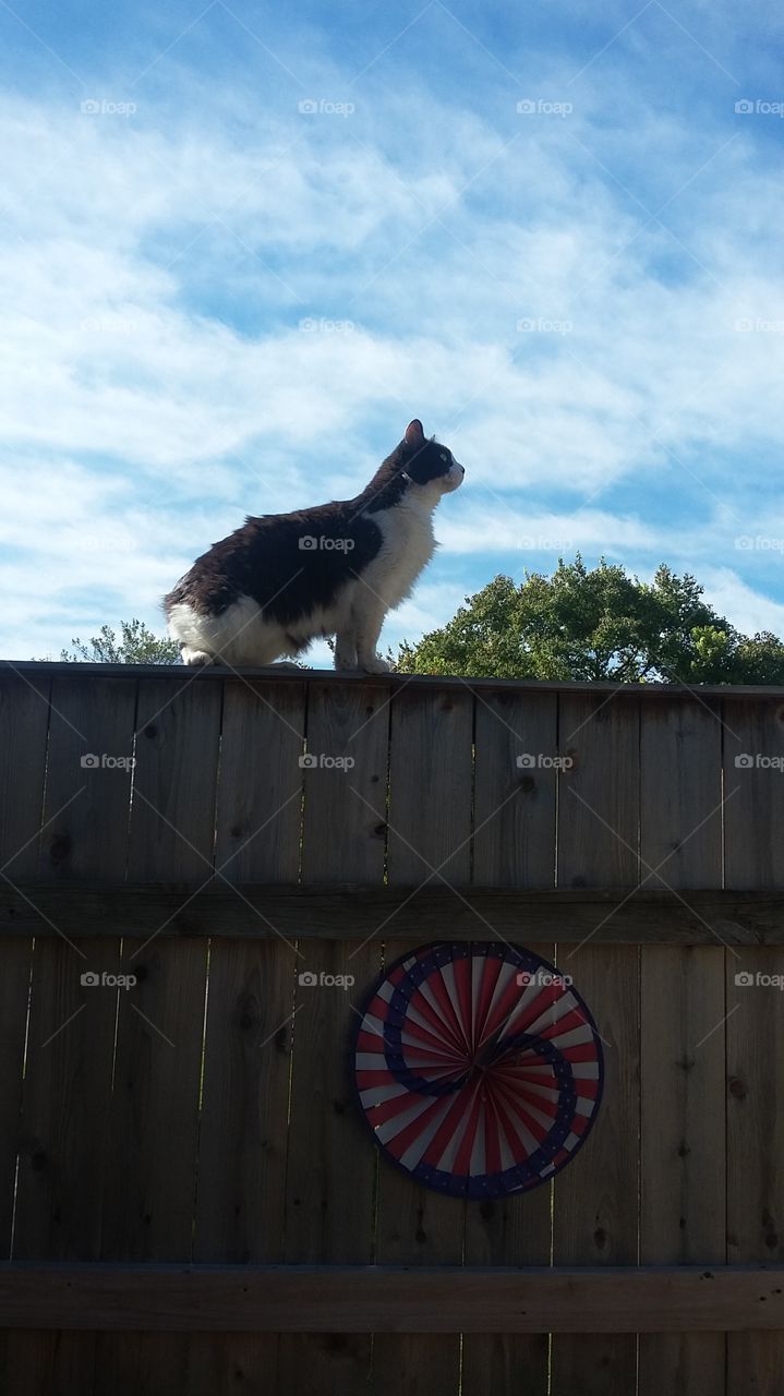 Master of his domain!