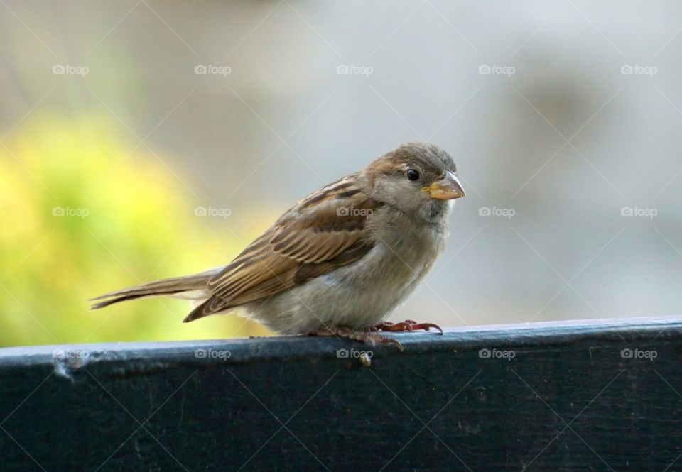 Little friends brother