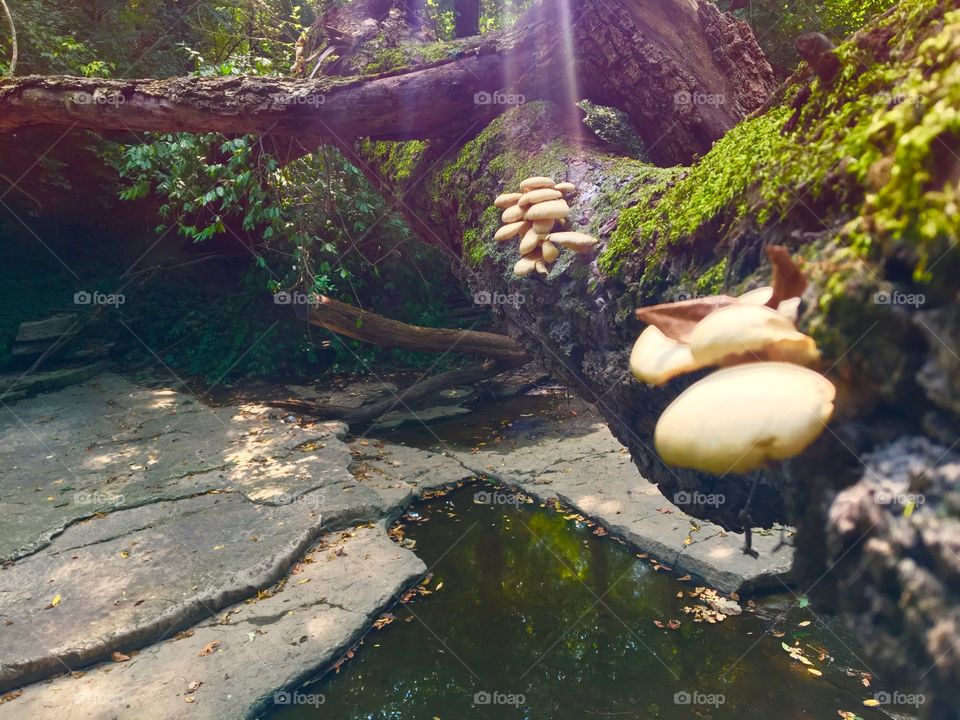 Sun lit mushrooms on fallen tree over creek.